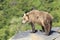 Brown bear standing on rocky ledge