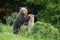 Brown bear standing on two legs and gripping firmly tree to leave a mark