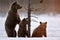 Brown bear stands on its hind legs by a pine tree in winter forest at sunset light.