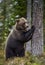 Brown bear stands on its hind legs by a tree in a pine forest.