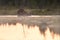 Brown bear starting to swim at sunset