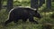 Brown bear in the summer forest. Close up portrait. Scientific name: Ursus arctos. Natural habitat