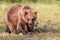 Brown bear in sunshine in summer forest