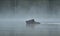 Brown bear swimming in a misty pond