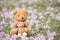 Brown Bear Texture background