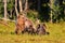 Brown bear with three cubs in forest in summer