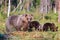 Brown bear and three cubs in summer forest