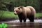 A brown bear is about to drink some water.