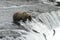 Brown bear trying to catch salmon