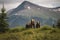 Brown Bear and Two Cubs against a Forest and Mountain Backdrop at Katmai National Park, Alaska