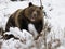 Brown Bear ( Ursus arctos )