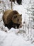 Brown Bear ( Ursus arctos )