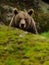Brown Bear ( Ursus arctos )