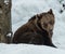 Brown Bear ( Ursus arctos )