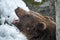 Brown Bear ( Ursus arctos )