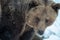 Brown Bear ( Ursus arctos )