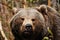 Brown Bear (Ursus arctos)