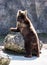 Brown bear (Ursus arctos arctos), humorous animal scene