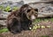 Brown bear - Ursus arctos arctos - posing and eating apples
