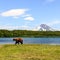 Brown bear Ursus arctos beringianus walking near Kurile Lake against the background of the volcano Ilyinsky . Kamchatka