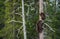 Brown Bear Ursus arctos cubs having scented danger and got on a  Pine tree. Spring forest