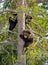 Brown Bear Ursus arctos cubs having scented danger and got on a  Pine tree. Spring forest