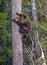 Brown Bear Ursus arctos cubs having scented danger and got on a  Pine tree. Spring forest