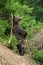 Brown bear (Ursus arctos) in forest