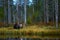 A brown bear Ursus arctos in the forest. Beautiful brown bear walking around lake with autumn colours