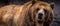 Brown bear Ursus arctos, Grizzley Bear