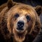 Brown bear Ursus arctos, Grizzley Bear Starring Close up head shot High Res.