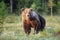 The brown bear Ursus arctos, a large male in the Finnish taiga. Big bear in the green grass of the Scandinavian taiga