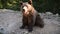 Brown bear Ursus arctos in nature