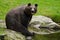 Brown bear, Ursus arctos, sitting on the stone, near the water pond