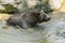 A brown bear, Ursus arctos, taking a bath in muddy water, shaking off water