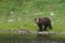 Brown bear Ursus arctos walking along the river bank.