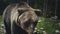 Brown bear Ursus arctos in wild nature