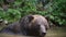 Brown bear Ursus arctos in wild nature