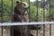 Brown bear (Ursus arctos) in the zoo begging for delicacy from the audience. Safari Park in resort city Gelendzhik