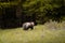 Brown bear very close in wild nature during rut