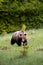 Brown bear very close in wild nature during rut,colorful nature near forest