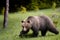 Brown bear very close in wild nature during rut,colorful nature near forest