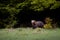 Brown bear very close in wild nature during rut,colorful nature near forest,wild Slovakia, useful for magazines and papers