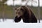 Brown bear walking deep in the snow