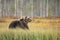Brown bear walking in forest. Dangerous animal in nature taiga and meadow habitat. Wildlife scene from Finland near Russian border