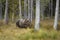 Brown bear walking in forest. Dangerous animal in nature taiga and meadow habitat. Wildlife scene from Finland near Russian border