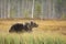 Brown bear walking in forest. Dangerous animal in nature taiga and meadow habitat. Wildlife scene from Finland near Russian border