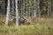 Brown bear walking in forest. Dangerous animal in nature taiga and meadow habitat. Wildlife scene from Finland near Russian border