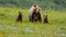 brown bear walking in the forest with her cubs