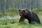 Brown bear walking in forest, morning light. Dangerous animal in nature taiga and meadow habitat. Wildlife scene from Finland near